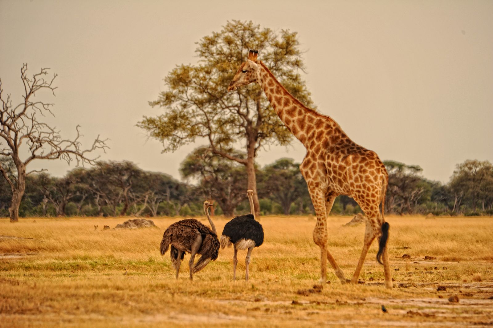 Image may contain Field Grassland Nature Outdoors Animal Giraffe Mammal Wildlife and Bird